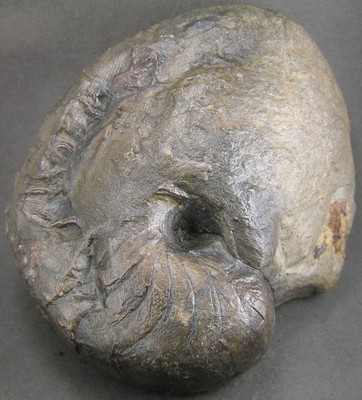 Cenoceras semistriatum