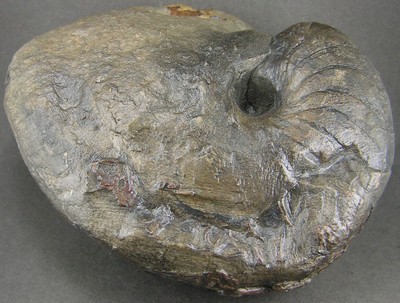 Cenoceras semistriatum