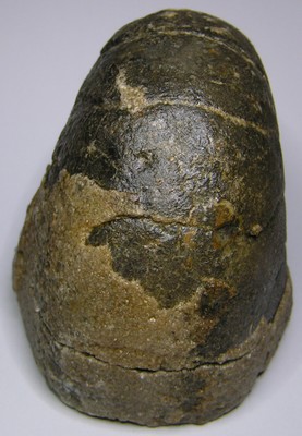 Cenoceras striatum