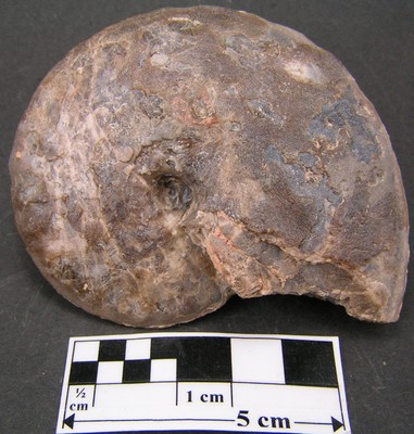 Choffaticeras segne