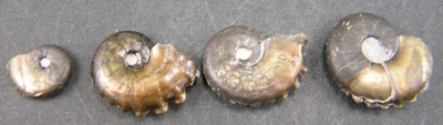 Creniceras renggeri