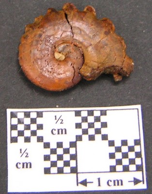 Creniceras renggeri