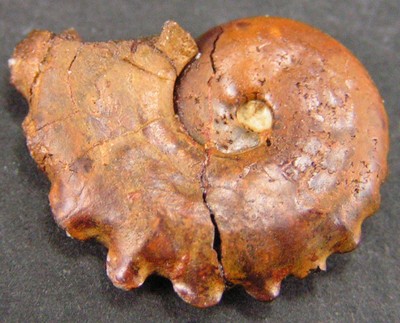 Creniceras renggeri