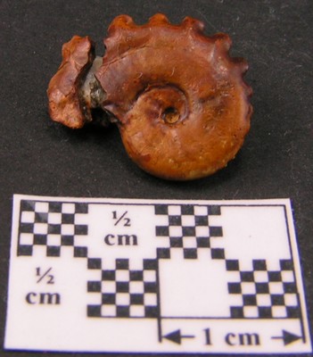 Creniceras renggeri