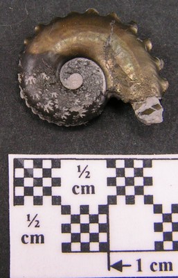 Creniceras renggeri
