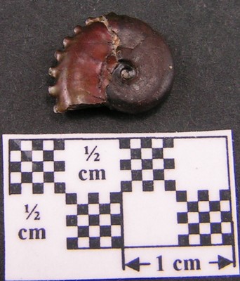 Creniceras renggeri