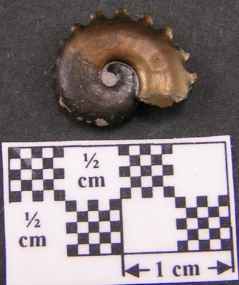 Creniceras renggeri