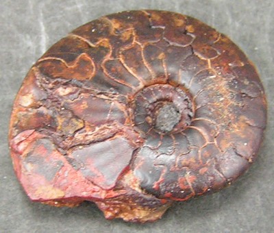 Cymaclymenia striata