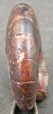 Cymaclymenia striata