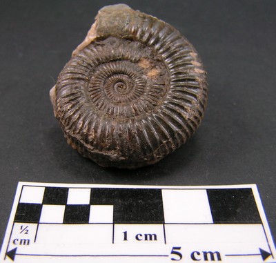 Dactylioceras commune