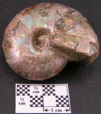 Desmoceras latidorsatum