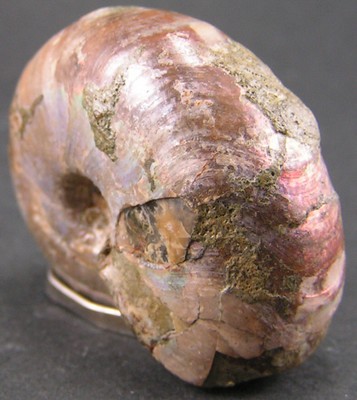 Desmoceras latidorsatum