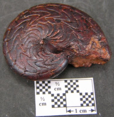 Discoclymenia cucullata