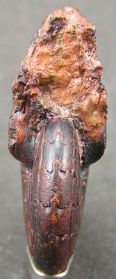 Discoclymenia cucullata