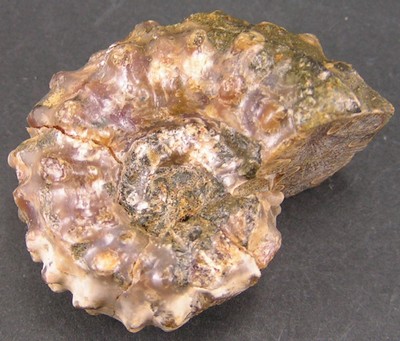 Douvilleiceras mammillatum
