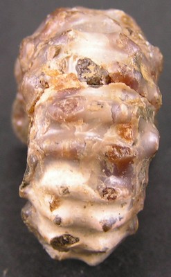 Douvilleiceras mammillatum