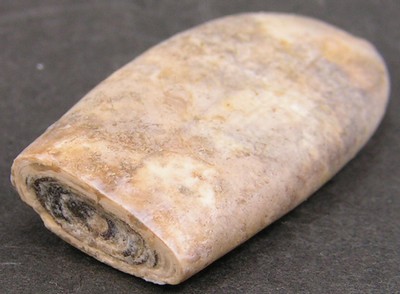 Duvalia dilatata