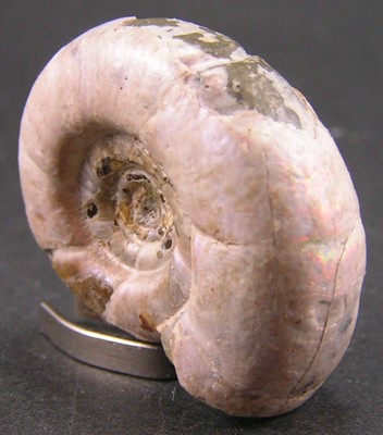 Eogaudryceras umbilicostriatus