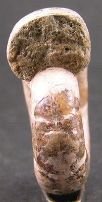 Eogaudryceras umbilicostriatus