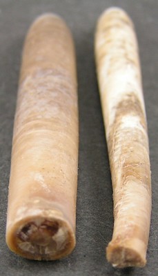 Hibolites subfusiformis