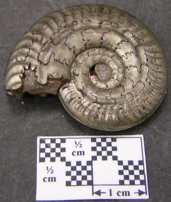 Hildoceras bifrons
