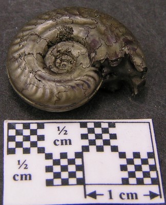 Hildoceras bifrons