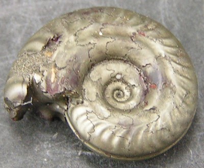Hildoceras bifrons