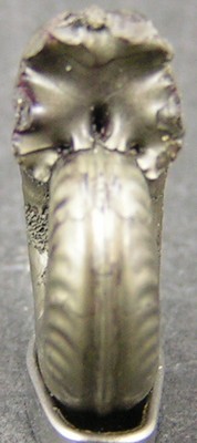Hildoceras bifrons