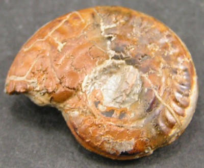 Hildoceras bifrons