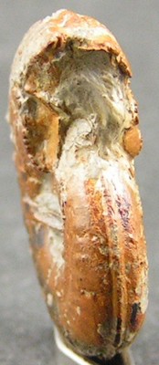 Hildoceras bifrons