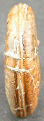 Hildoceras bifrons