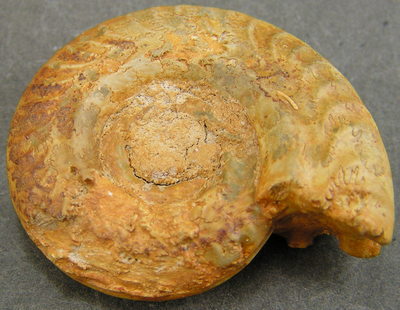 Hildoceras bifrons
