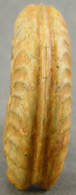 Hildoceras bifrons
