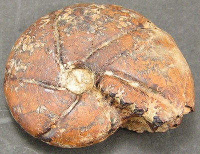 Holcophylloceras silesiacum