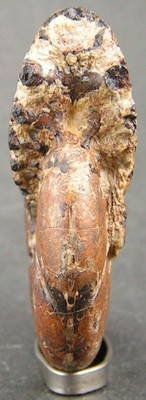 Holcophylloceras silesiacum