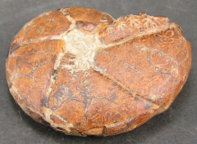 Holcophylloceras silesiacum