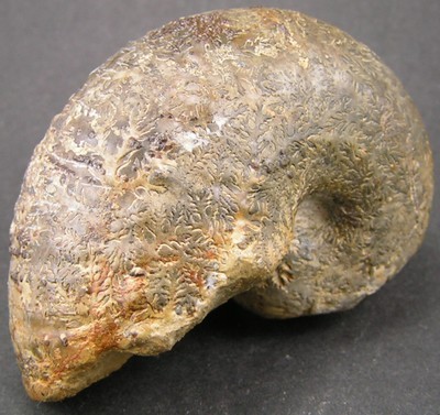 Liparoceras bechei