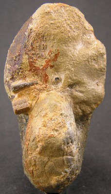 Liparoceras bechei