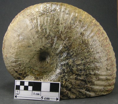 Liparoceras bechei