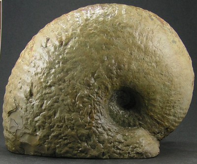 Liparoceras bechei