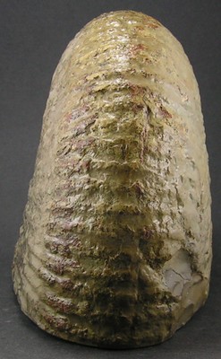 Liparoceras bechei