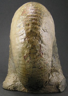 Liparoceras bechei
