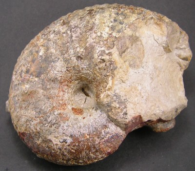 Liparoceras bechei