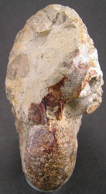 Liparoceras bechei