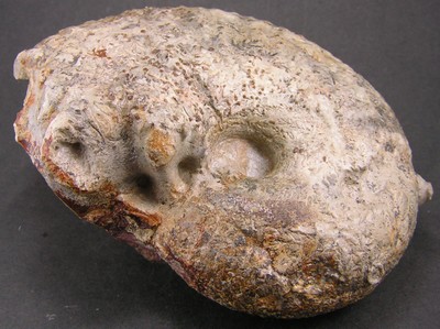 Liparoceras bechei