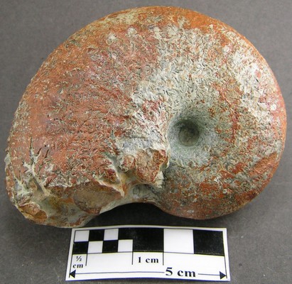 Liparoceras bechei
