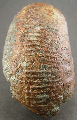 Liparoceras bechei