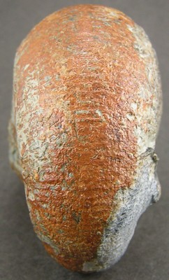 Liparoceras bechei