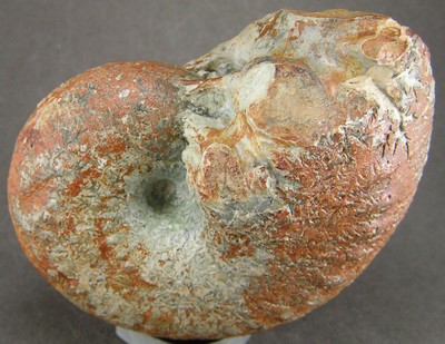 Liparoceras bechei