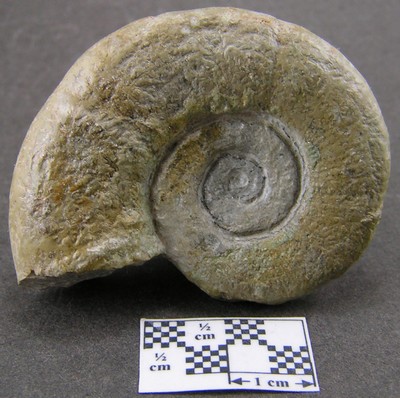 Lytoceras fimbriatum